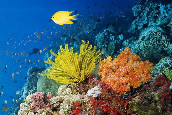 �. �������-����� 