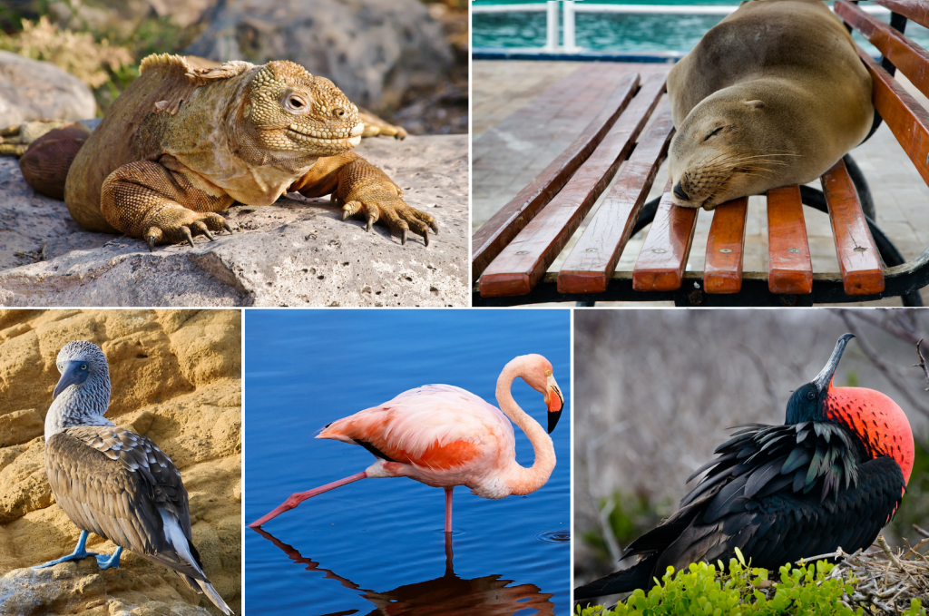 Galapagos birds.png