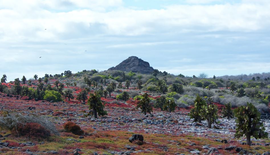 Galapagos 1 red.JPG